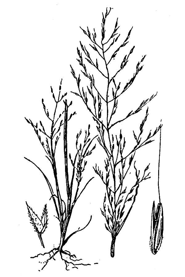 Muhlenbergia eludens