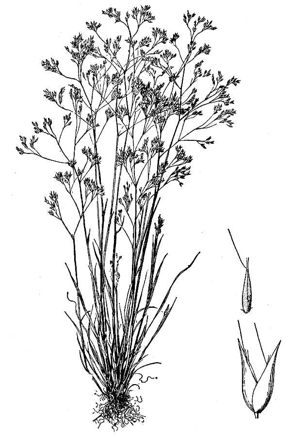 Aira caryophyllea L.