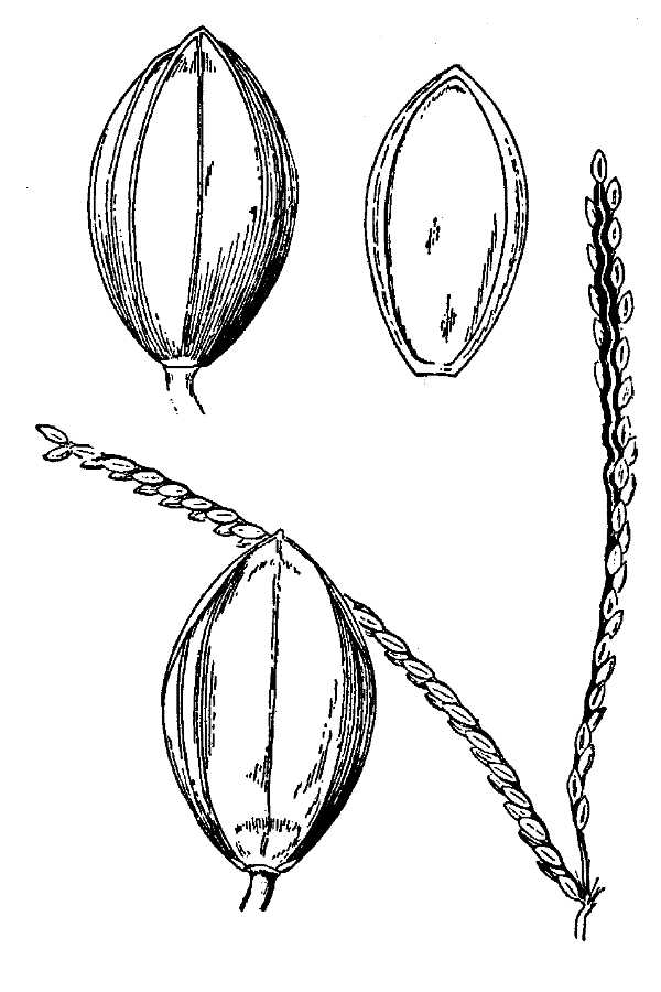 Paspalum almum,
Comb's crowngrass,
Comb's paspalum Paspalum almum,
Comb's crowngrass,
Comb's paspalum