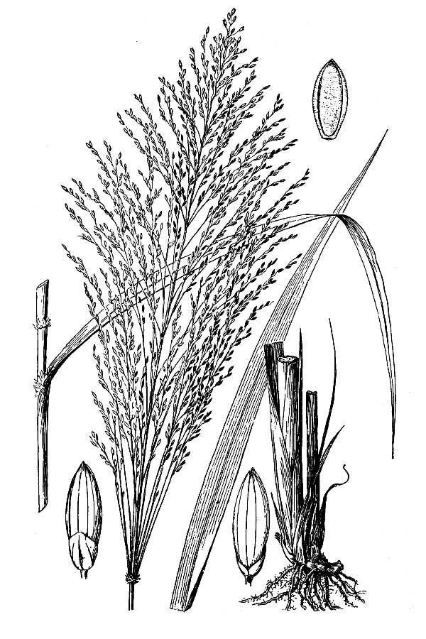 Megathyrsus maximus (Jacq.) B. K. Simon & S. W. L. Jacobs