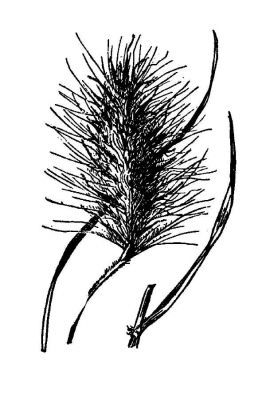 Pennisetum villosum - 