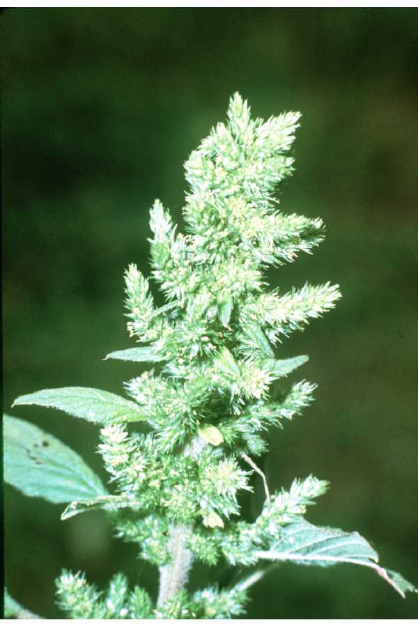 Amaranthus retroflexus L.