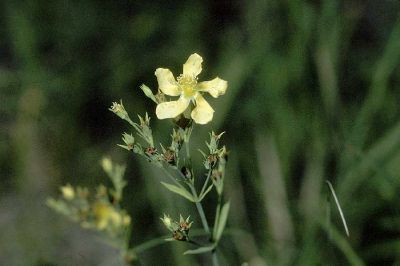 Coppery St. Johnswort Coppery St. Johnswort