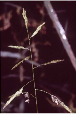 Leersia oryzoides - 