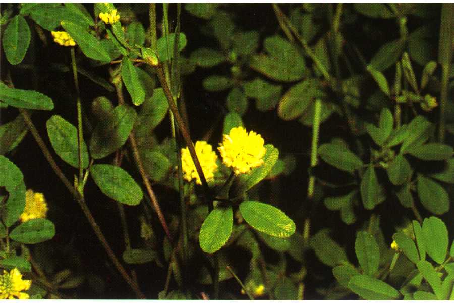 Medicago lupulina L.