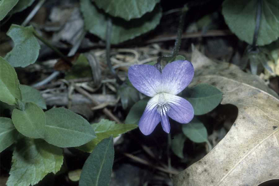 Viola cucullata Aiton