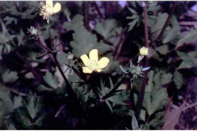 Ranunculus repens - Texas