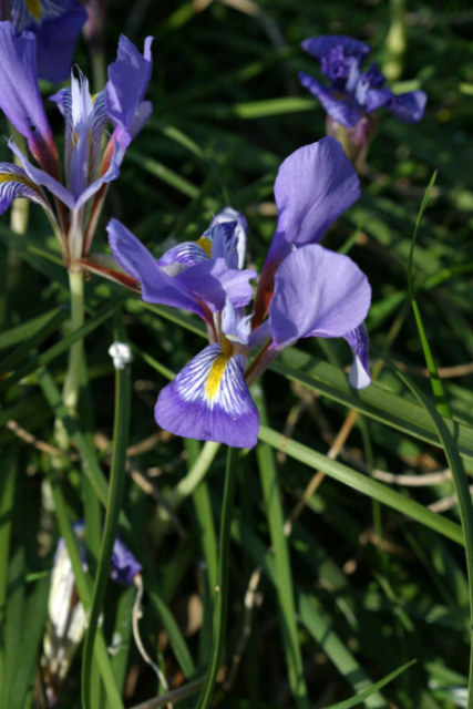 Iris unguicularis Poir.