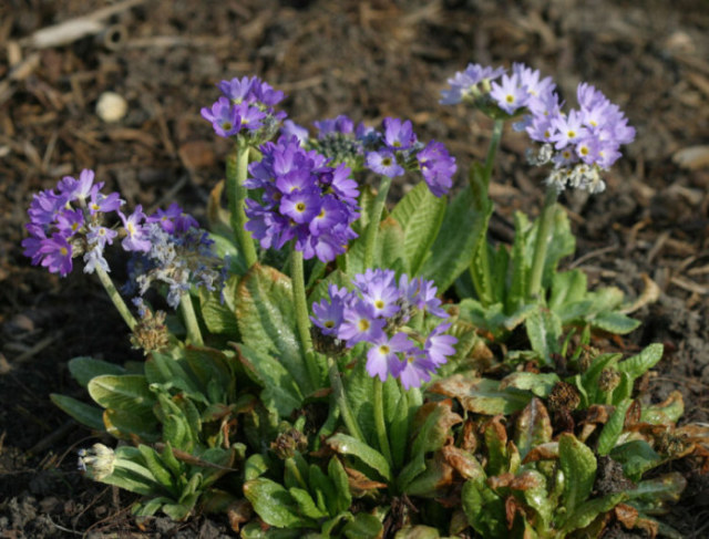 Primula denticulata, drumstick primula, Kugelprimel, primevère sphérique