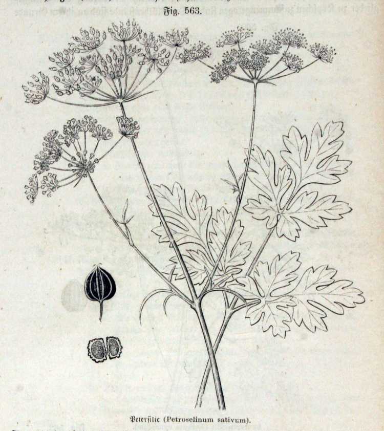 Petroselinum sativum Hoffm.