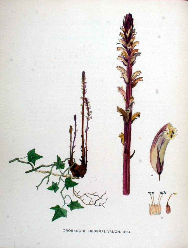 Orobanche hederae Duby