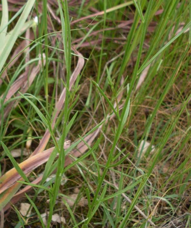 Linaria pelisseriana (L.) Mill.