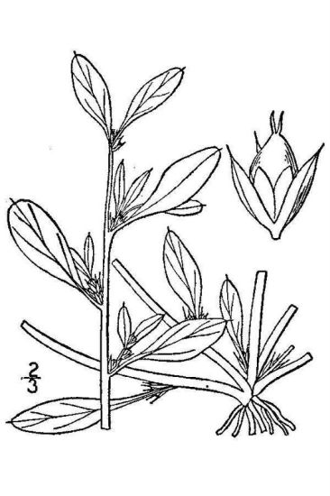 Amaranthus blitoides S. Watson
