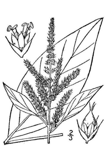 Amaranthus hybridus L.