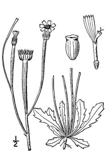 Arnoseris minima (L.) Schweigg. & Korte