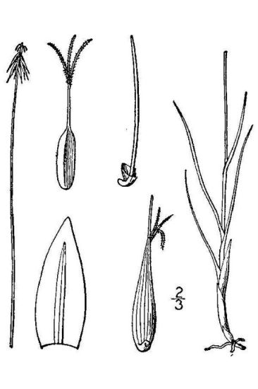 Carex microglochin Wahlenb.