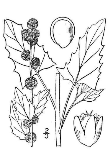 Chenopodium capitatum (L.) Ambrosi