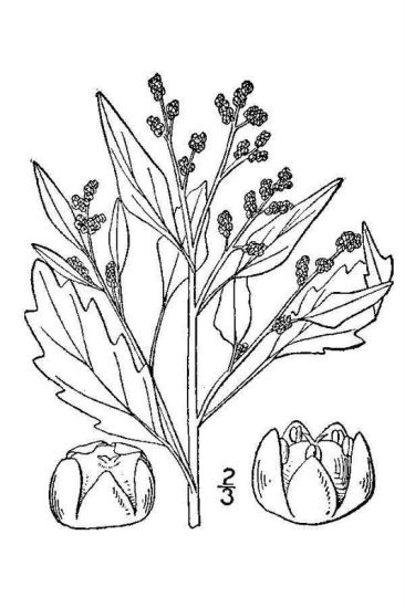 Chenopodium glaucum L.