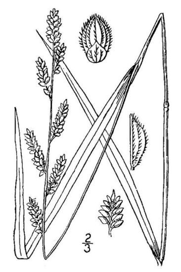 Echinochloa colona,
armilá;n,
awnless barnyard grass,
blé du Dekkan,
capim-arroz,
capim-da-colônia,
capituva,
corn panic grass,
Deccan grass,
jungle rice,
jungle ricegrass,
jungle-rice,
junglerice,
millet-rice,
pasto del arroz Echinochloa colona,
armilá;n,
awnless barnyard grass,
blé du Dekkan,
capim-arroz,
capim-da-colônia,
capituva,
corn panic grass,
Deccan grass,
jungle rice,
jungle ricegrass,
jungle-rice,
junglerice,
millet-rice,
pasto del arroz