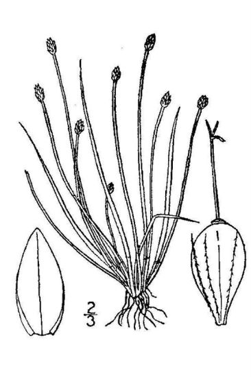 Eleocharis atropurpurea (Retz.) C. Presl