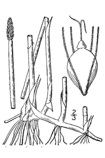 Eleocharis palustris (L.) Roem. & Schult.