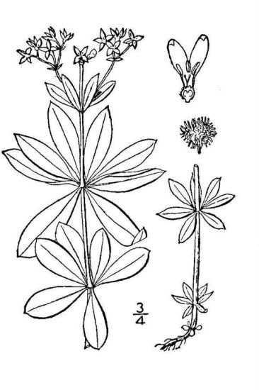 Galium odoratum (L.) Scop.