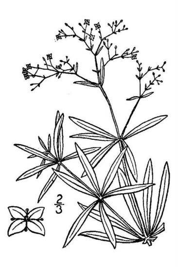 Galium sylvaticum L.