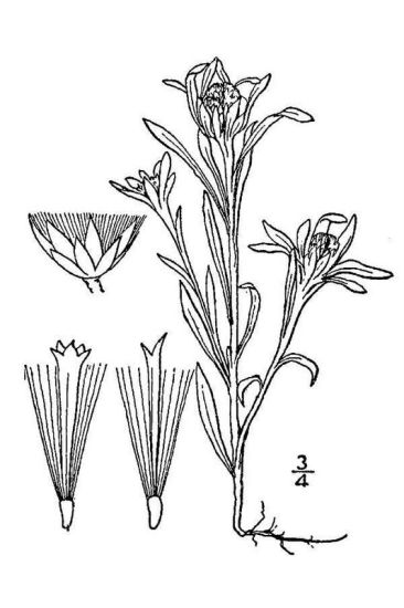 Gnaphalium uliginosum L.
