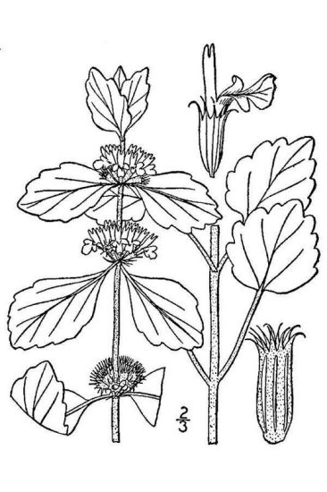 Marrubium vulgare L.