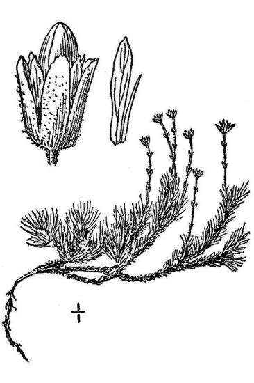 Cherleria biflora (L.) A.J.Moore & Dillenb.