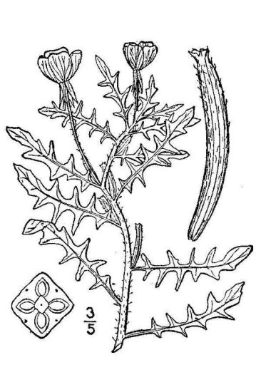 Oenothera laciniata Hill
