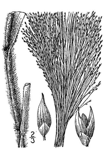 Panicum capillare,
annual witchgrass,
capim-mimoso,
common panic grass,
common witchgrass,
Haarstiel-Hirse,
hierba de la bruja,
old-witch grass,
panic capillaire,
panicgrass,
Panico capillare,
pânico-capilare,
ticklegrass Panicum capillare,
annual witchgrass,
capim-mimoso,
common panic grass,
common witchgrass,
Haarstiel-Hirse,
hierba de la bruja,
old-witch grass,
panic capillaire,
panicgrass,
Panico capillare,
pânico-capilare,
ticklegrass