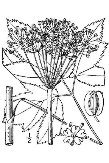 Peucedanum ostruthium (L.) W.D.J.Koch
