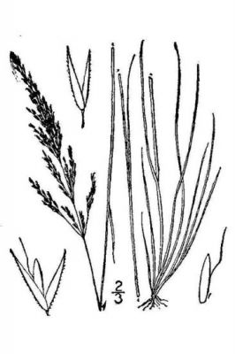 Agrostis canina L.