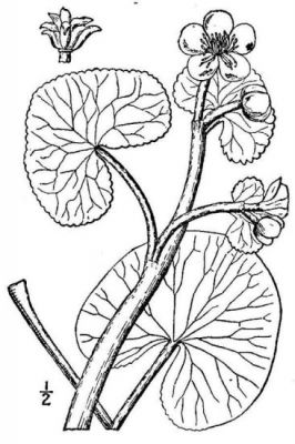 Caltha palustris - 