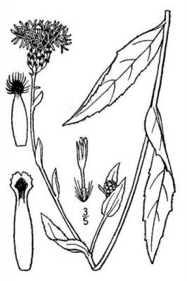 Centaurea nigrescens - 