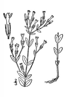 Centaurium pulchellum - North America