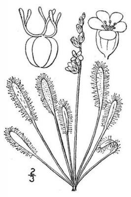 Drosera longifolia - 