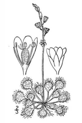 Drosera rotundifolia - 