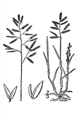 Eragrostis minor - 