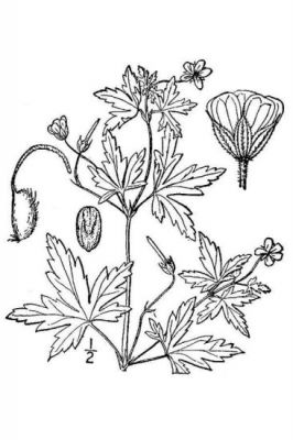 Geranium sibiricum - 