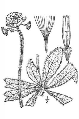 Hieracium aurantiacum L.