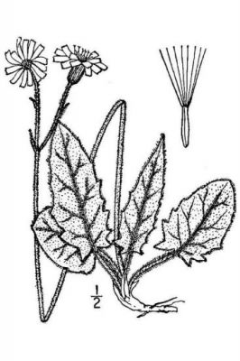 Hieracium murorum L.