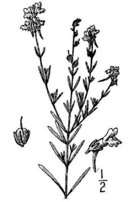 Linaria supina - Oregon