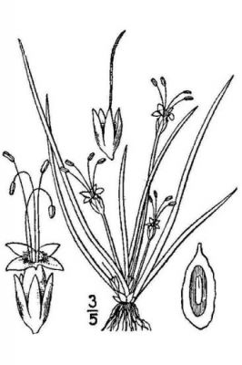 Plantago uniflora L.