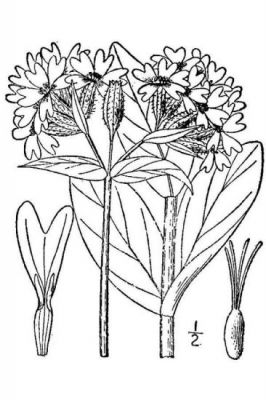Lychnis chalcedonica