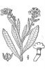 Lycopsis arvensis,
Family: Boraginaceae