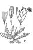 Crepis capillaris,
almeir&ocirc;a,
cr&eacute;pis capillaire,
cr&eacute;pis &agrave; tige capillaire,
Gr&uuml;ner Pippau,
Radicchiella capillare,
Smooth Hawk's Beard,
smooth hawk's-beard,
smooth hawksbeard