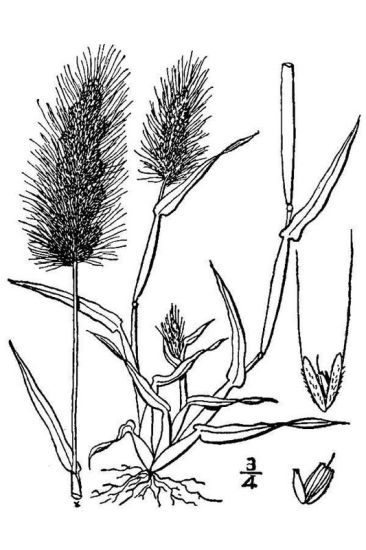 Polypogon monspeliensis (L.) Desf.