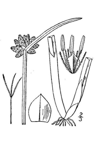 Schoenoplectus mucronatus (L.) Palla